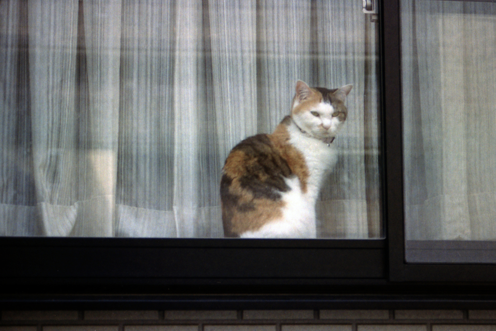 猫64・深窓の令嬢