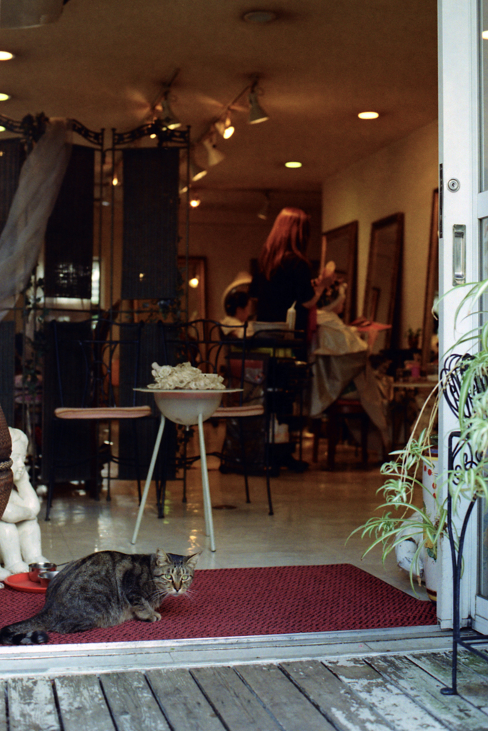 猫13・猫のいる美容院(2009年)