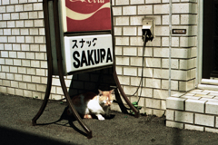 SAKURA(過去写真)