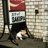 SAKURA(過去写真)