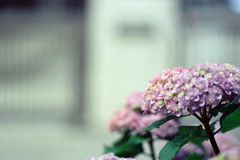 近所の紫陽花2