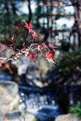 浅草寺で見付けた秋③