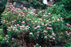 紫陽花