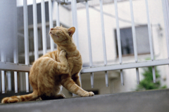 猫48・ロックンロールだぜ！