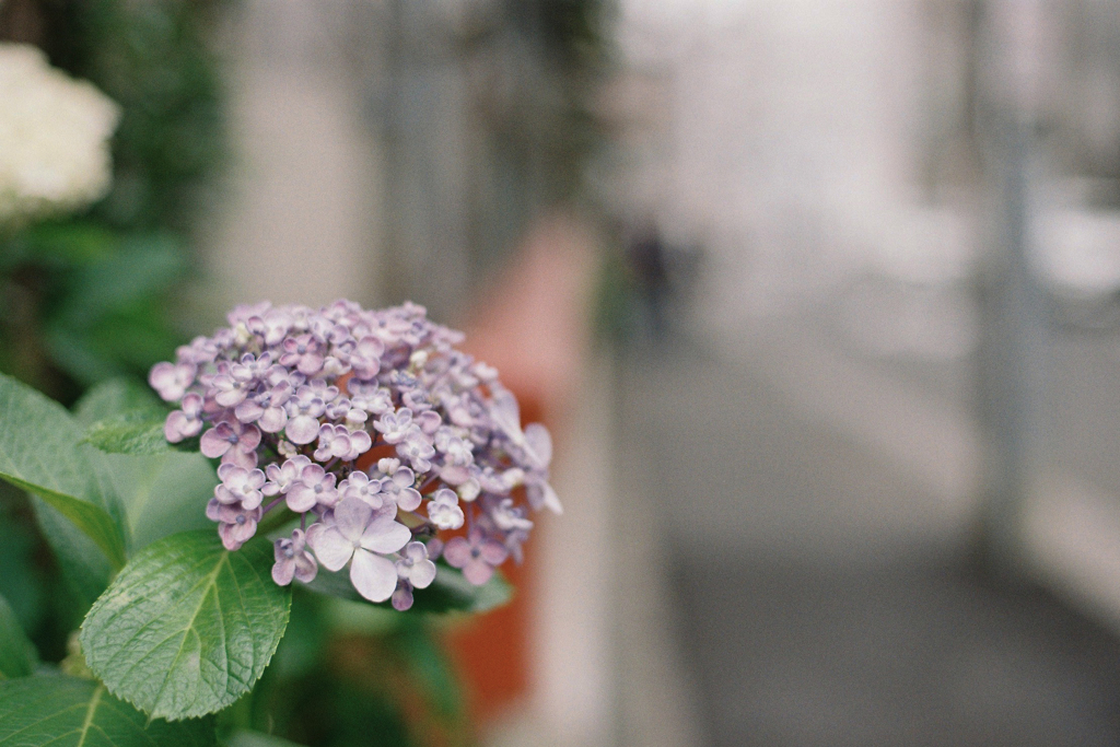 Lomoショップから④・3-3