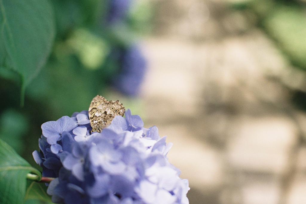 紫陽花2