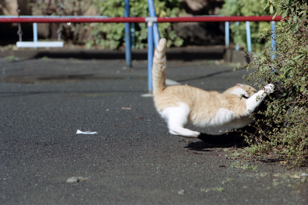 飛び付く(過去写真)