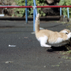 飛び付く(過去写真)