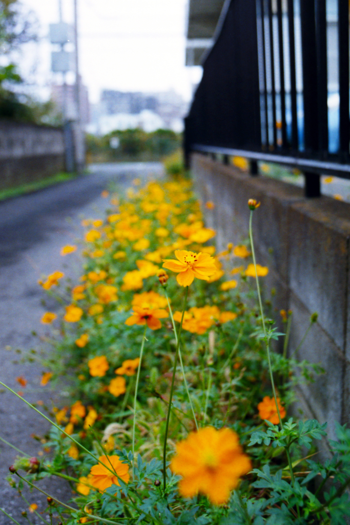 コスモス街道？