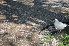 日比谷公園(気分はカメラ女子) Film No.36・桜の花びらと白い鳩