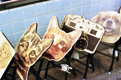 犬・カメラ・猫・猫(過去写真)
