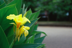 上野公園のカンナ