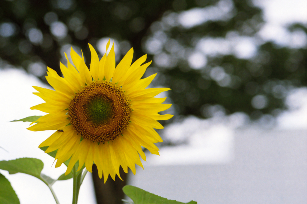 季節のバトンタッチ・そして向日葵へ