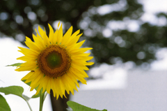 季節のバトンタッチ・そして向日葵へ 季節のバトンタッチ・そして向日葵へ