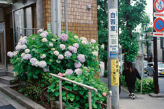 紫陽花