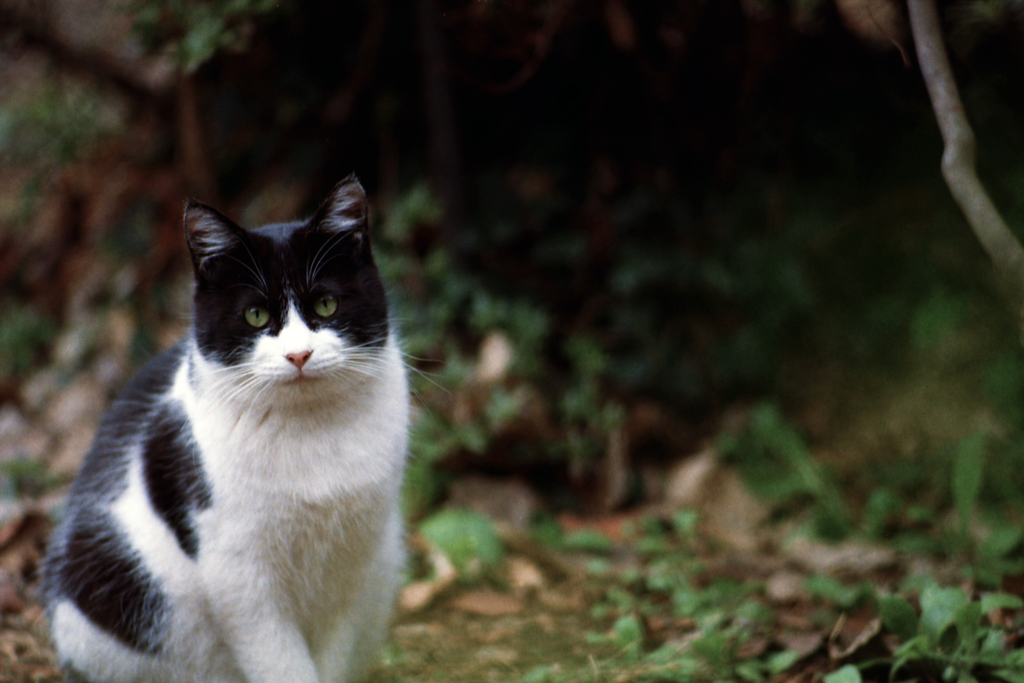 猫45・久しぶりの猫ちゃん4-4