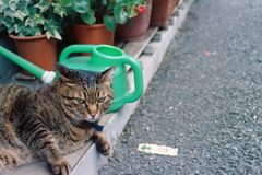 根津で出会った猫ちゃん