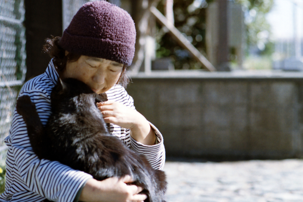 江ノ島の猫ちゃん・大好き