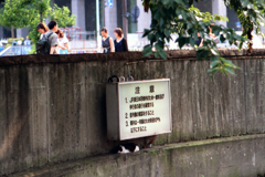 東京駅駅前に猫のいた頃１(過去写真)