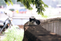 東京駅駅前に猫のいた頃２(過去写真)