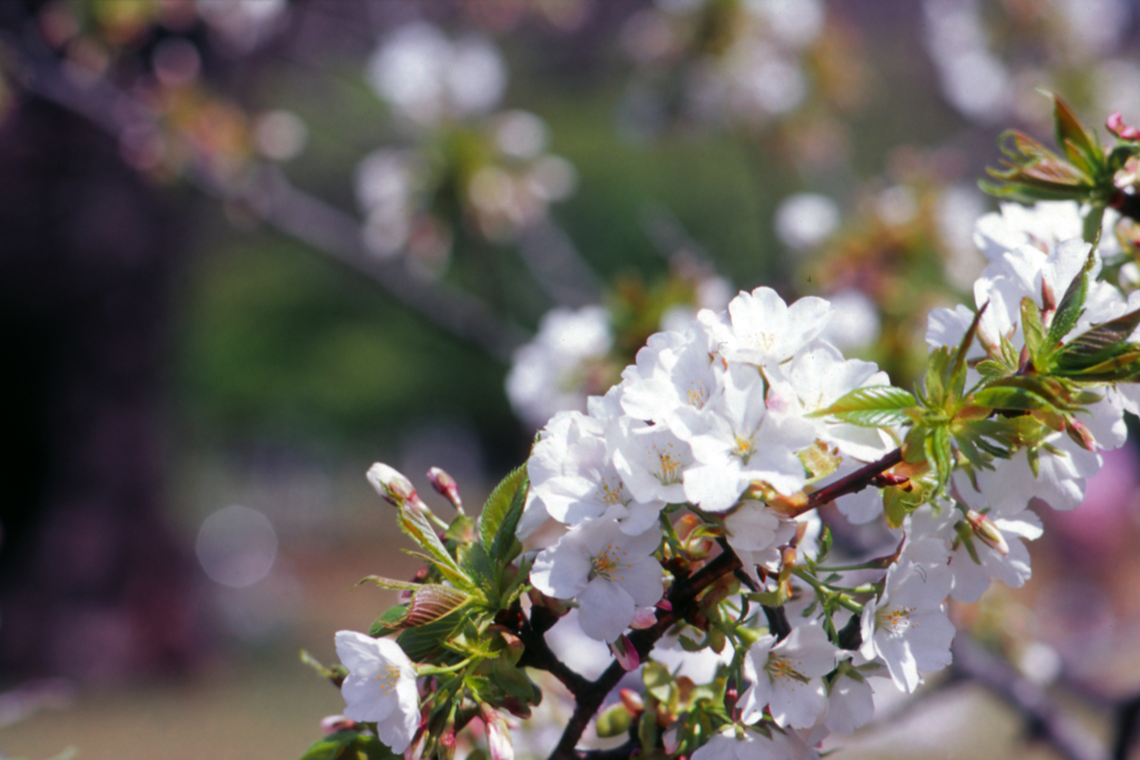 桜1