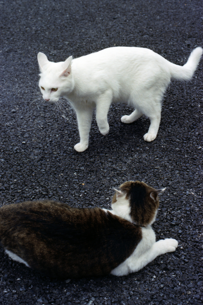 猫11・始まりそう