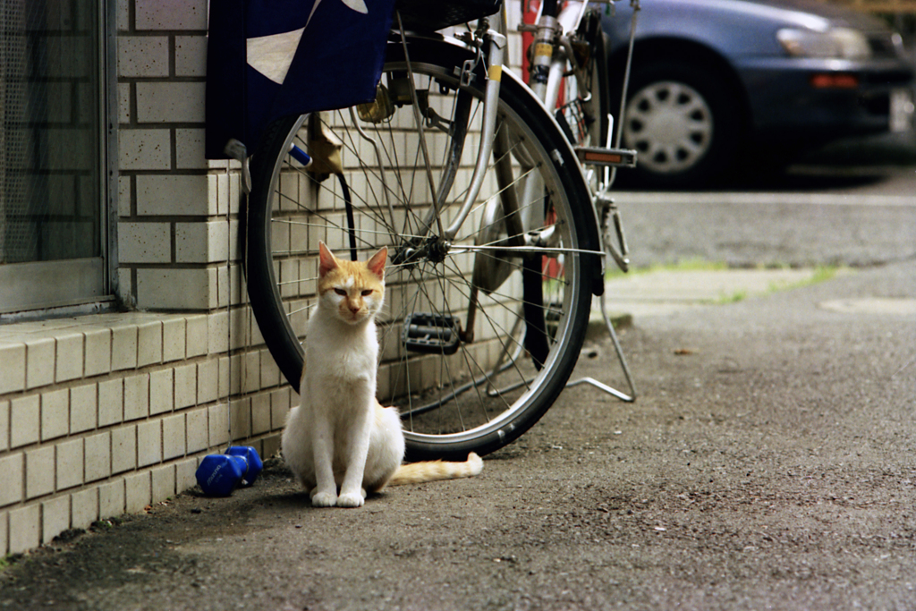 過去写真の別カット
