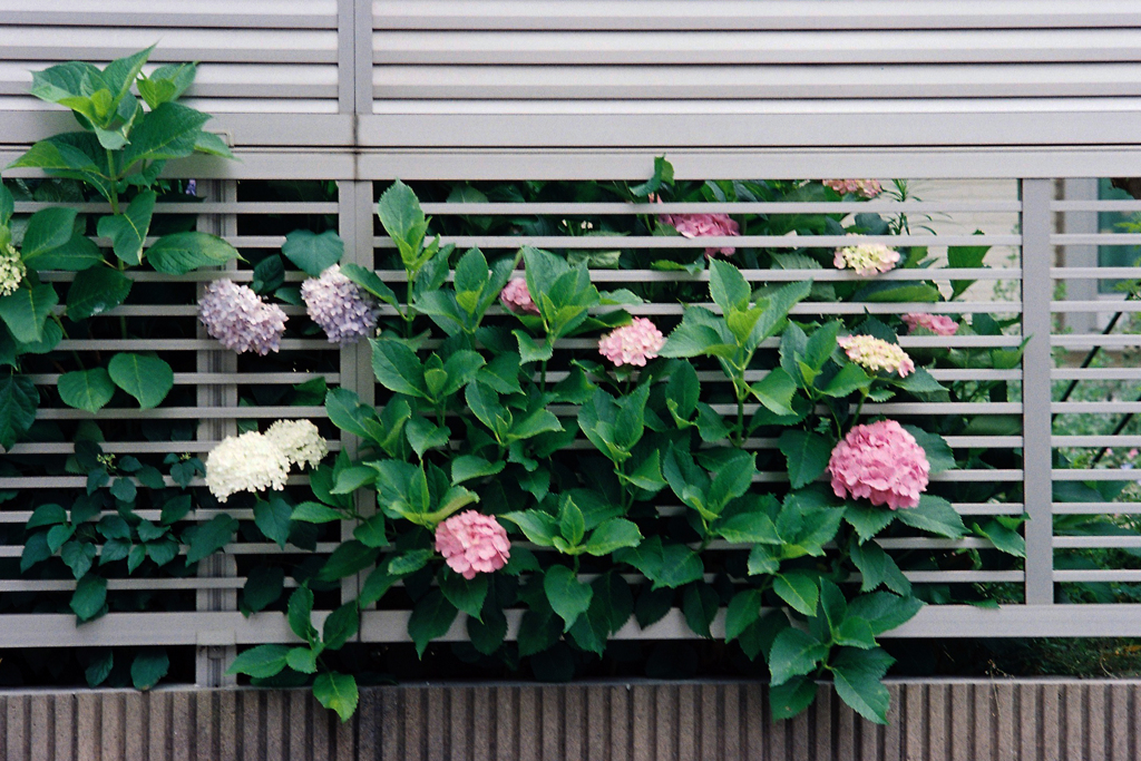 飛び出した紫陽花