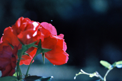 薔薇