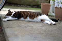 猫50-2・安心 猫50-2・安心