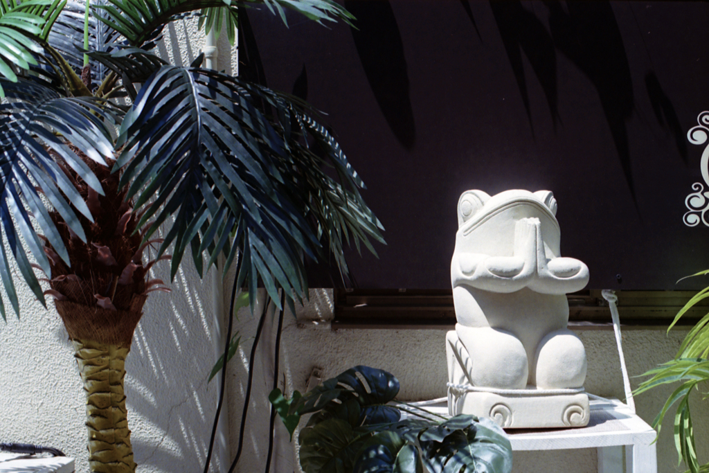 おっと、こんな所に、マジシャン蛙が？