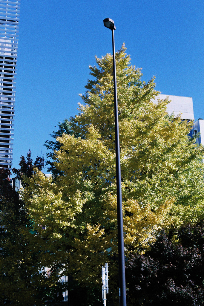 銀杏