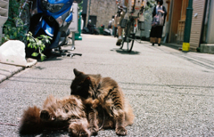 根津で出会った猫ちゃん