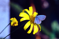 シジミ蝶(過去写真)