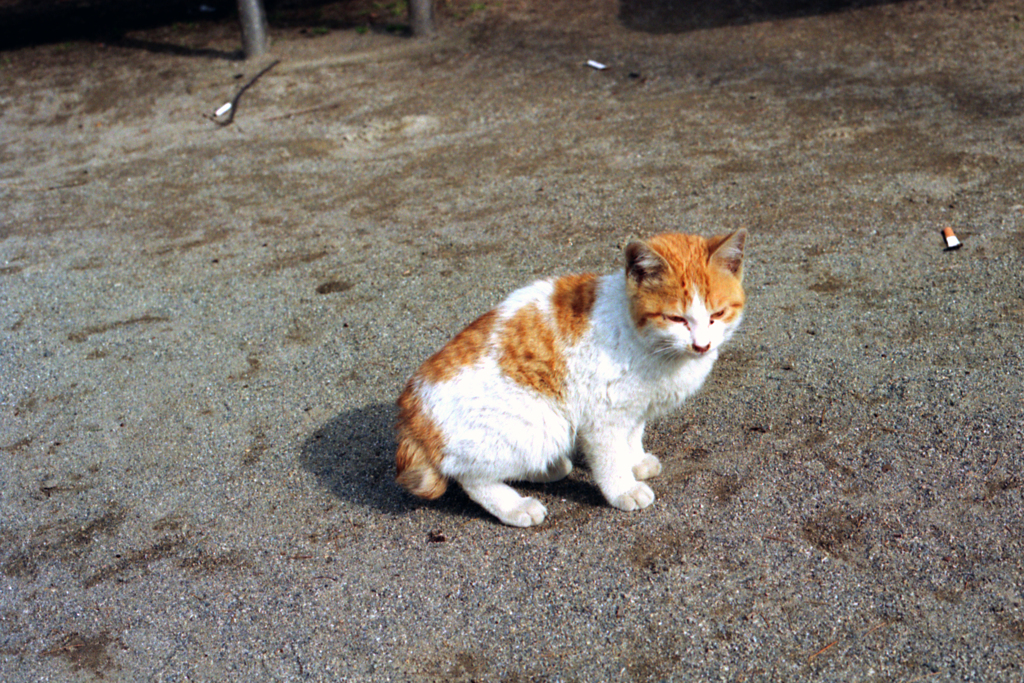 あららっ、そのポーズは？(過去写真)