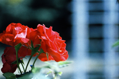 薔薇