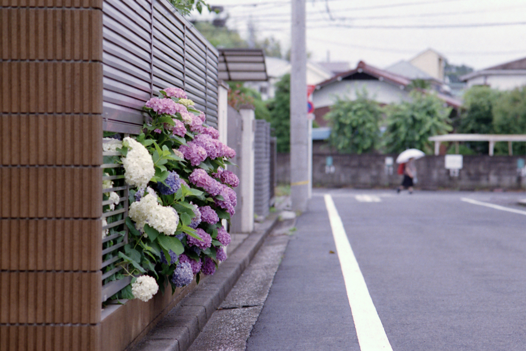 飛び出す紫陽花満開・ご報告まで