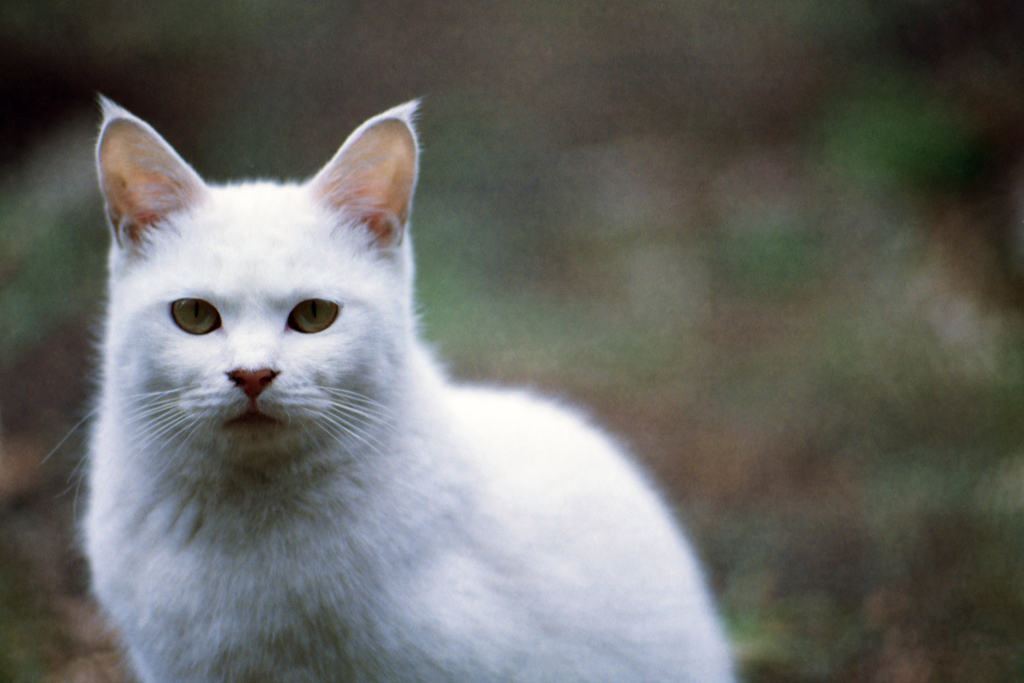 猫45・久しぶりの猫ちゃん4-3