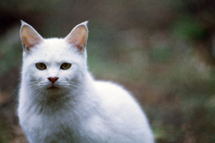 猫45・久しぶりの猫ちゃん4-3