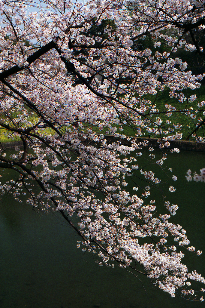 千鳥ヶ淵の桜