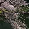 千鳥ヶ淵の桜