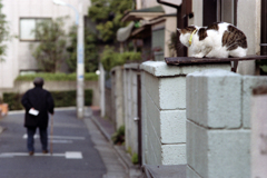 過去写真１８・猫は見ている