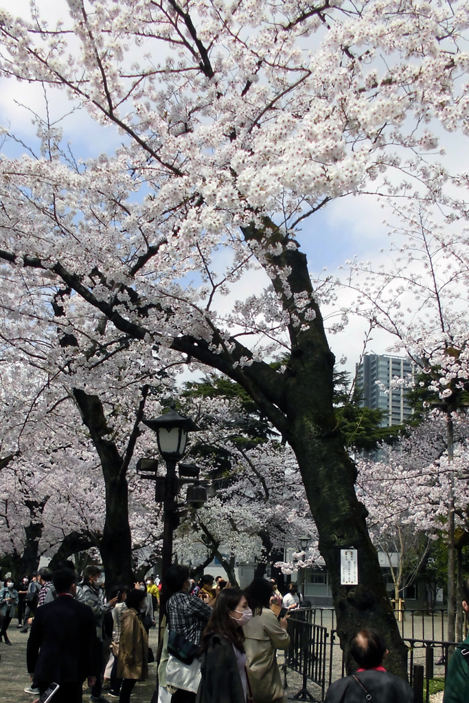 靖国神社 標準木