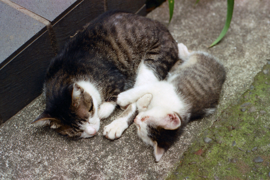 猫26・なんだかんだと言っても寝ちまった