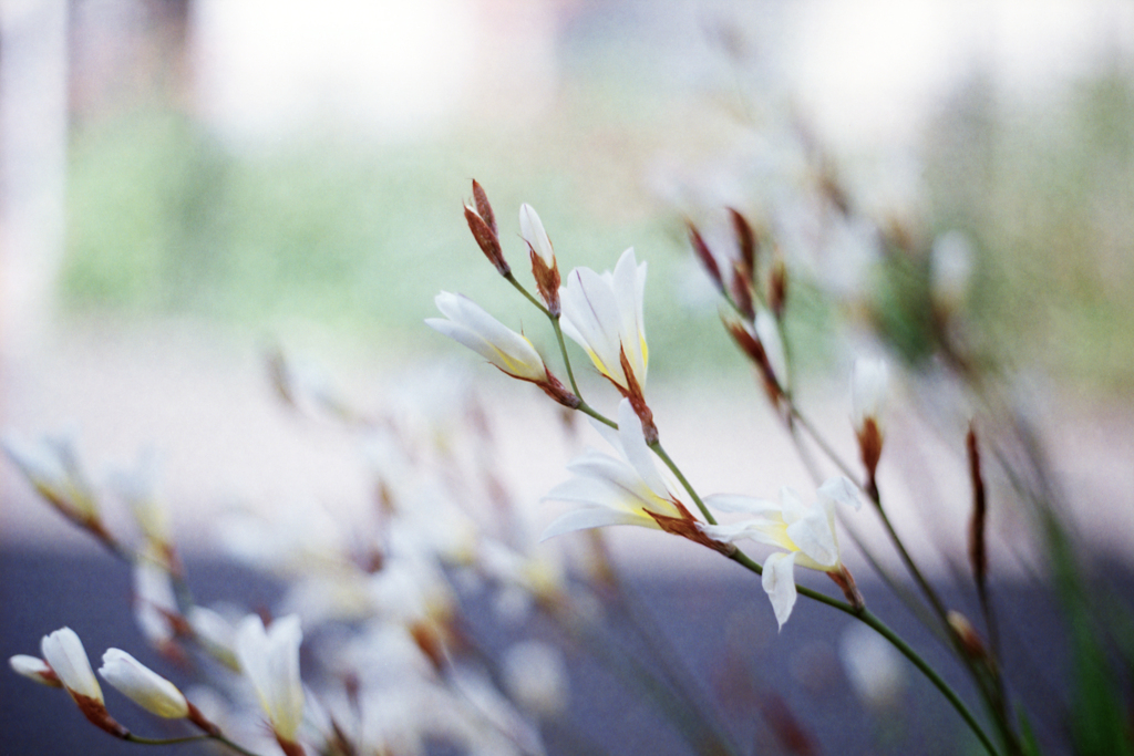近所の花・名前不明