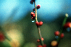 紅梅と水滴・拡大鏡