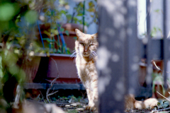 猫54・見つめていたい