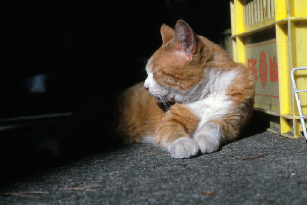 猫20-1・Hop