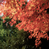 紅葉(過去写真)