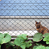山下駅付近・2-1 猫59